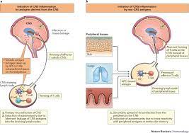 Your central nervous system (cns) is made up of your brain and your spinal cord. T Cell Responses In The Central Nervous System Nature Reviews Immunology