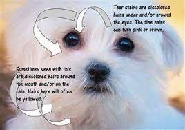 It's very common for all pet owners to deal with tear stains in dogs, and we all need. Maltese Tear Stains Exactly How To Prevent And Remove