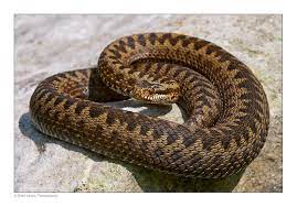 Female Adder Vipera Berus From The South Coast Of Kent Uk Adder Snake British Wildlife Snake