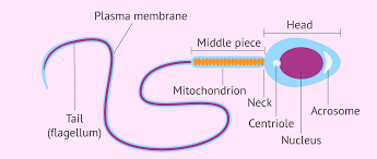 Maybe you would like to learn more about one of these? Diagram Labeled Sperm Cell Diagram Full Version Hd Quality Cell Diagram Hassediagram Parcodellegite It