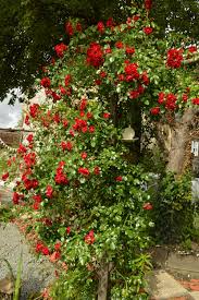 First Blooms From Rambling Rosie 2018 Such A Beautiful Site We Ve Trainer Her To Ramble Through Some Old French Ladders Maisons Roses Jardins Rose