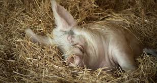 2019 A Big Year For Animals Farm Sanctuary