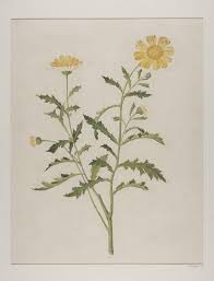 Image result for Chrysanthellum indicum