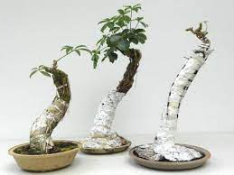 When a tooth root is no longer concealed by the gums, this can trigger sensitivity and pain. Pin On Schefflera Bonsai