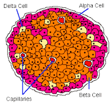 These cells monitor blood glucose and secrete the hormones glucagon and insulin respectively. Pin On Chapter 17 The Endocrine System