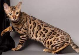 Kucing batu merupakan jenis kucing hutan yang berasal dari kawasan asia selatan dan asia tenggara. Daftar Harga Kucing Hutan Hari Ini Mei 2021 Terbaru Farmbos Com