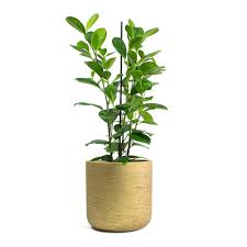 Фикус микрокарпа «мокламе» (от лат. Ficus Microcarpa Moclame Indian Laurel Indoor Plants Hortology
