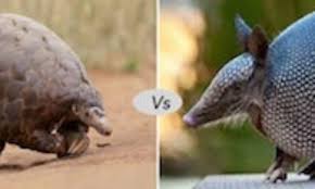 Both armadillo and pangolin have narrow nose and long, sticky tongue. Armadillo Vs Pangolin Fight Comparison Who Will Win Discover Animal