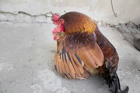 We did not find results for: Breeding Chickens Chicken Care Chickens Guide Omlet Uk