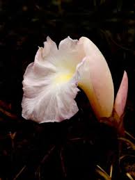 Image result for Siphonochilus