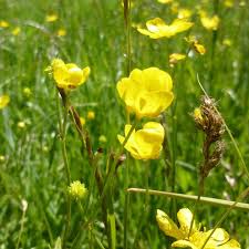 You can control lawn weeds with yellow flowers, such as dandelion, yellow clover and oxalis, by using a weed and feed fertilizer, but there are perhaps the best way to define a weed is as a plant that's growing where it isn't welcome, and on a lawn that's supposed to be solid green, that pretty. Montana Invasive Weeds Weed Identification Terranova Llc