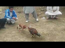 We would like to show you a description here but the site won't allow us. Download Cheena Aseel Murga Fight 3gp Mp4 Codedfilm