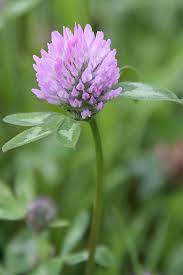 Red Clover Trifolium Pratense Beautiful Flowers Flower Photos Amazing Flowers