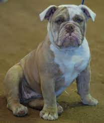 Olde english bulldogge puppies for sale and dogs for adoption. Olde English Bulldogges Come In A Variety Of Colors Some Are More Common Than Others Bulldog Puppies English Bulldog Puppies Bulldog Puppies Funny