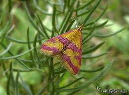 Image result for Pyrausta sanguinalis