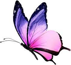Mariposas Y Flores