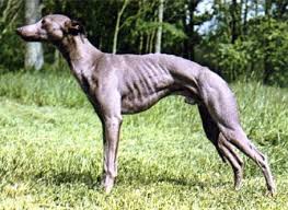 Der greyhound ist sozusagen der prototyp des windhundes und damit der weltweit schnellste hund. Hunderasse Whippet