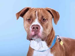 The Humane Society Of Missouri S St Louis Area Adoption Centers Feature Dogs Cats Puppies Kittens Rabbits And Many Other Pet Adoption Humane Society Pets