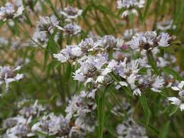 Image result for Haumaniastrum katangense