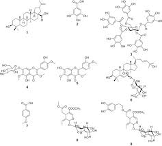 Image result for Diospyros loureiriana