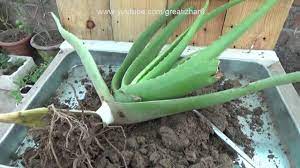 Though they love full sunlight an aloe vera plant how much sun does an aloe plant need: How To Grow Aloe Vera Plant At Home How To Grow Aloe Vera From Pups Urdu Hindi Youtube