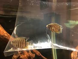 We did not find results for: I Stopped Into My Lfs To See How Hard It Would Be To Get Some Red Shoulder Severums Ordered The Dude Just Laughs And Said They Just Got Some Babies In And