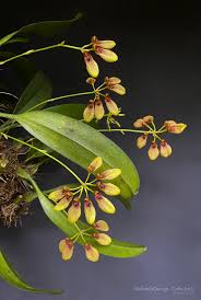 Image result for Bulbophyllum longiflorum