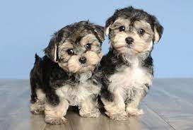 Better Puppies Better Prices Better Hurry Puppies Best Puppies Puppy Pictures