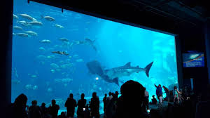 Whale sharks are the largest fish in the ocean. Two Whale Sharks Swim Into Each Other At Georgia Aquarium Youtube