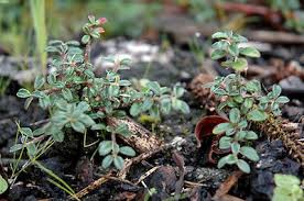 Image result for Cotoneaster microphyllus