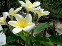 This Plumeria Smell Very Sweet A Little Like Gardenia Or Jasmine Plumeria Gardenia Plants