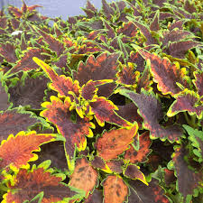 While not being as attractive to deer, the leaves will attract butterflies!! Solenostemon Colorblaze Sky Fire Buy Coleus Annuals Online