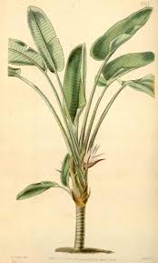 Image result for Strelitzia