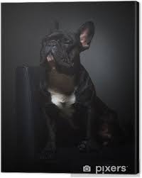 Hierzu gehören einige früchte und gemüsesorten, die die darmparasiten. Leinwandbild Nette Schwarze Franzosisch Buldog Posiert Fur Die Kamera Auf Stuhl Pixers Wir Leben Um Zu Verandern