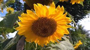 Favorit gue early russian sama chocolate cerry. Helianthus Annuus L Early Russian Steemit