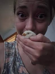 Meet little omelet, a leghorn and americana mix