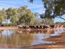 Cattle Near Camping Ground At Kilcowera Station Http Www Bloggerme Com Au States Ulluru Central Aust Outback Australia Australian Travel Australian Continent
