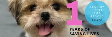 Maybe you would like to learn more about one of these? Dog Adoptions In Tampa Fl