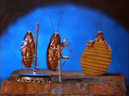 Posted by arizona pest prevention @ 8:55 am 0 comments. Arizona Pest Prevention Home Facebook