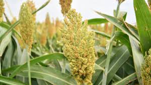 Image result for Sorghum