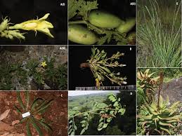 Image result for Cyphostemma obovato-oblongum