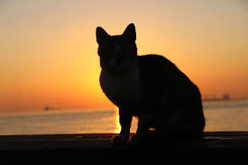 Eliot (gedichte aus old possum's book of. Turkey The Land Of Cats Daily Sabah