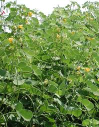 Image result for Senna obtusifolia