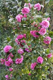 Learn How To Take Care Of Rose Bushes How To Guides Tips And Tricks Planting Roses Rose Bush Rose Bush Care