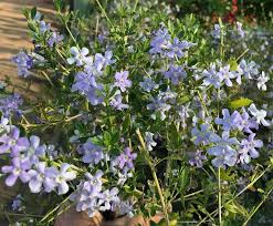 Image result for Freylinia