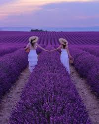 Lavandes Angelvin Valensole Provence Lavender Fields Lavender Fields Photography Purple Family Pictures