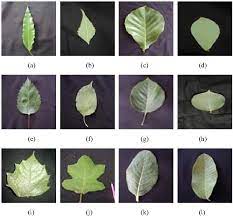 We did not find results for: Figure 2 From Base And Apex Angles And Margin Types Based Identification And Classification From Medicinal Plants Leaves Images Semantic Scholar