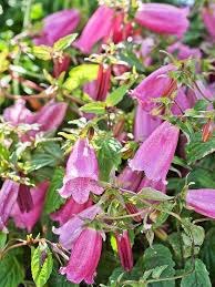 Check spelling or type a new query. Must Grow New Varieties Of Perennials For 2013 Flowers Perennials Perennials Hardy Hibiscus