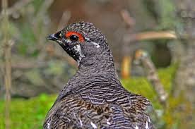 Grouse Birds Grouse Peafowl