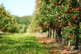 Backyard fruit is easy to harvest from dwarf fruit trees. Easiest Fruit Trees To Grow For Beginners Perfect Plants